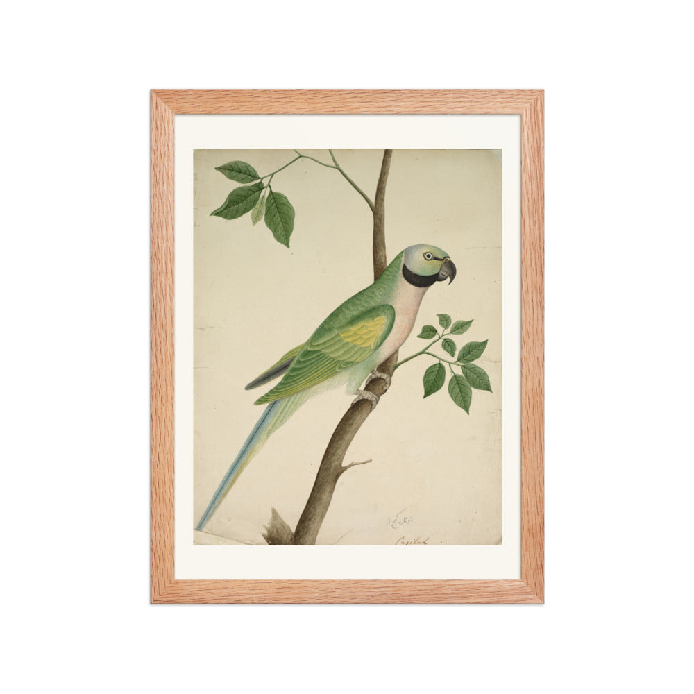 Green Parrot — view 2