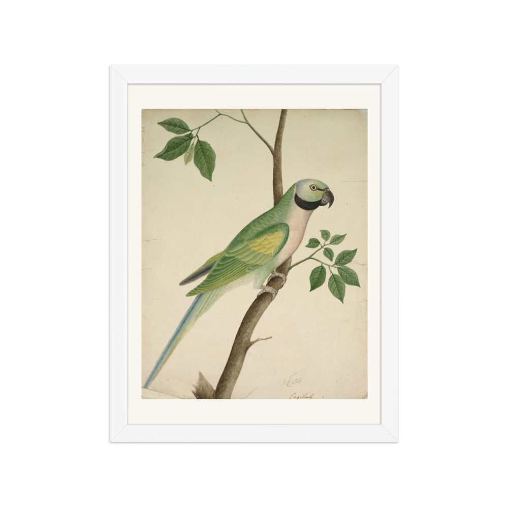 Green Parrot — view 3
