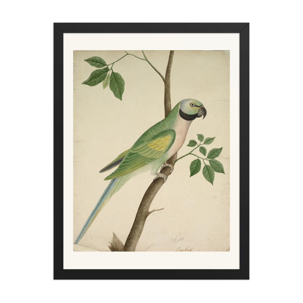 Green Parrot — view 4