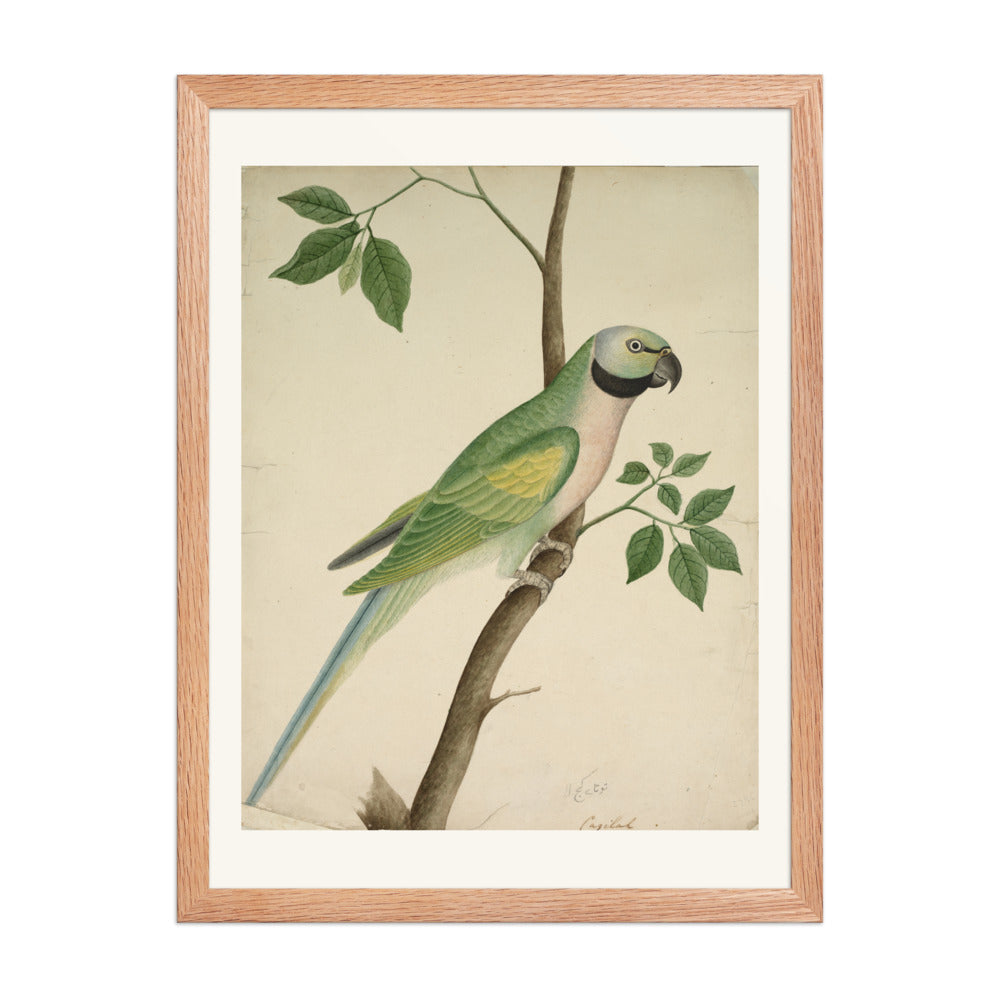 Green Parrot — view 5