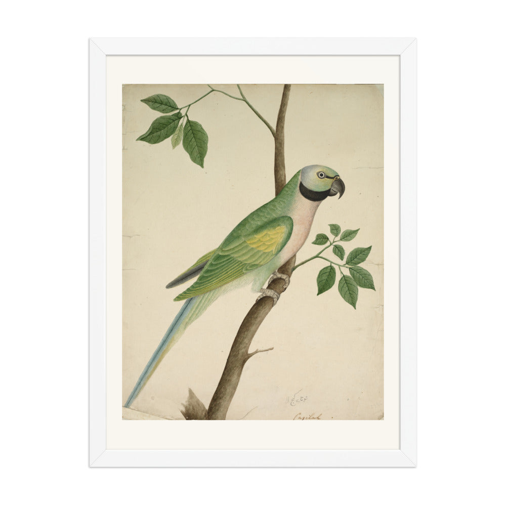 Green Parrot — view 6
