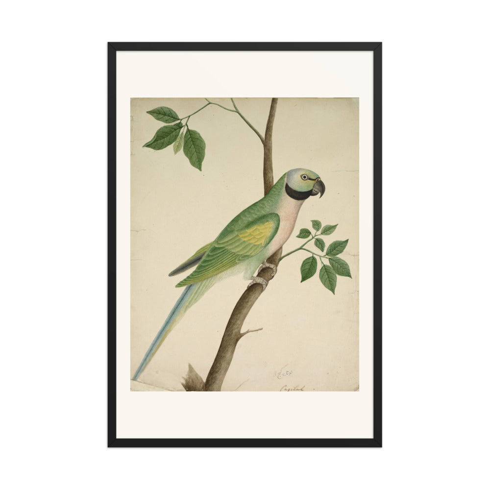 Green Parrot — view 7