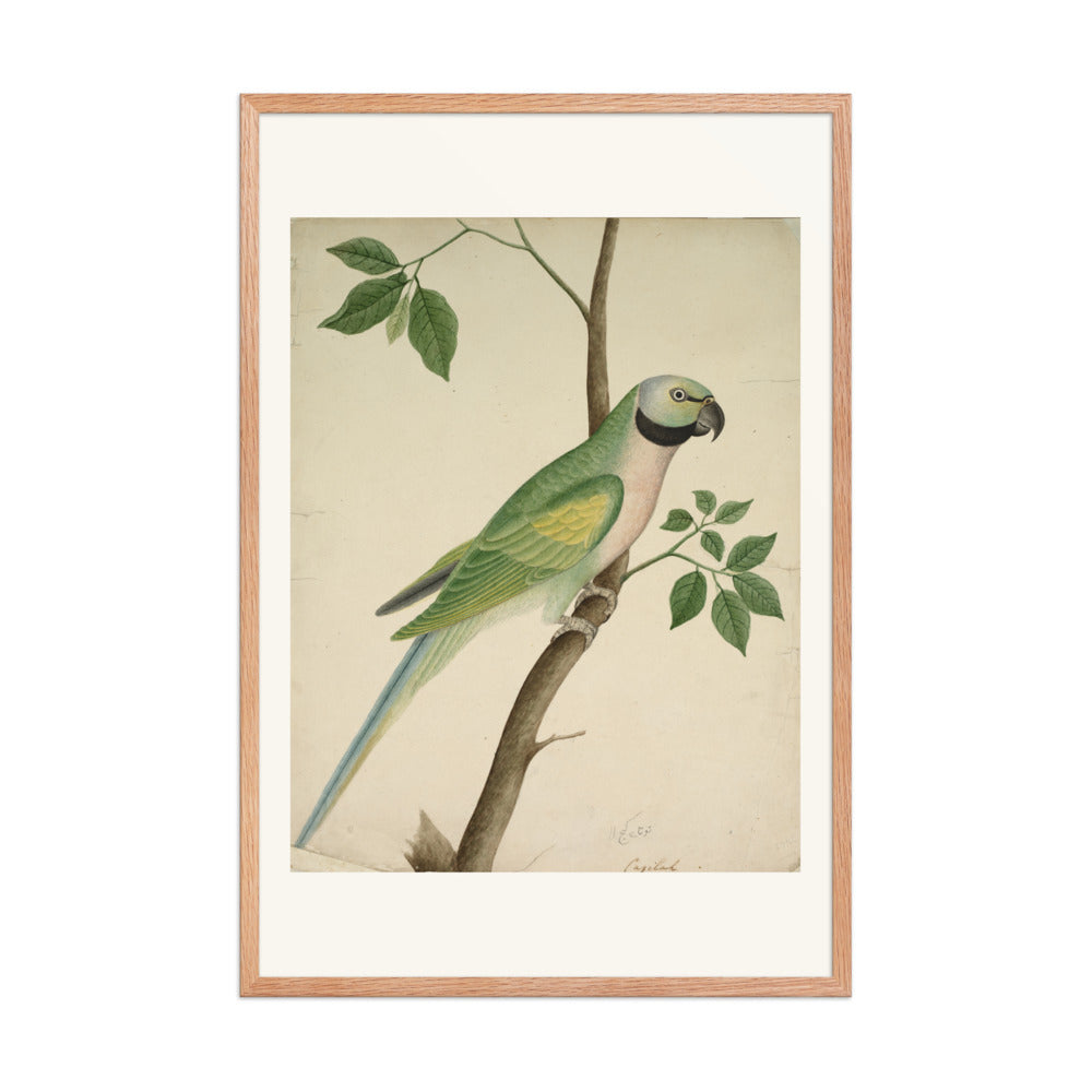 Green Parrot — view 8