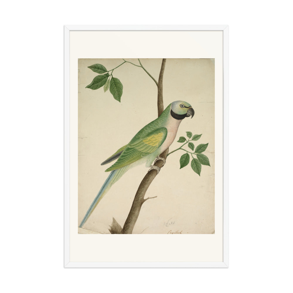 Green Parrot — view 9