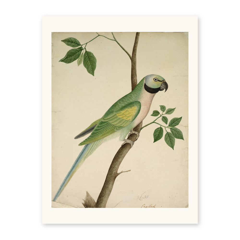 Green Parrot — view 10