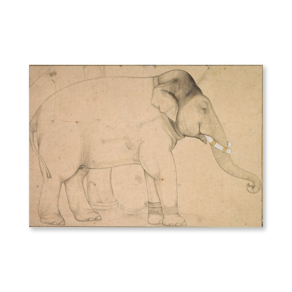 Drawing of an Elephant — view 4