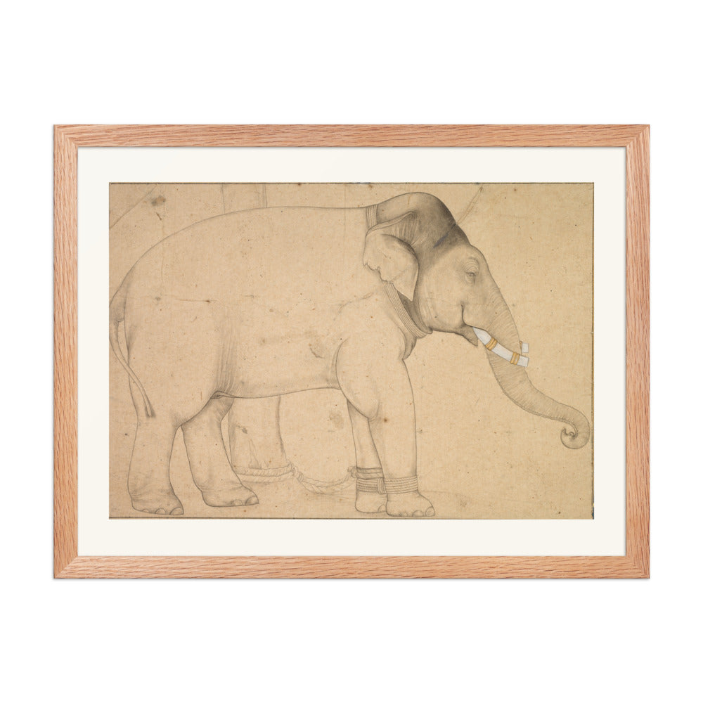 Drawing of an Elephant — view 5