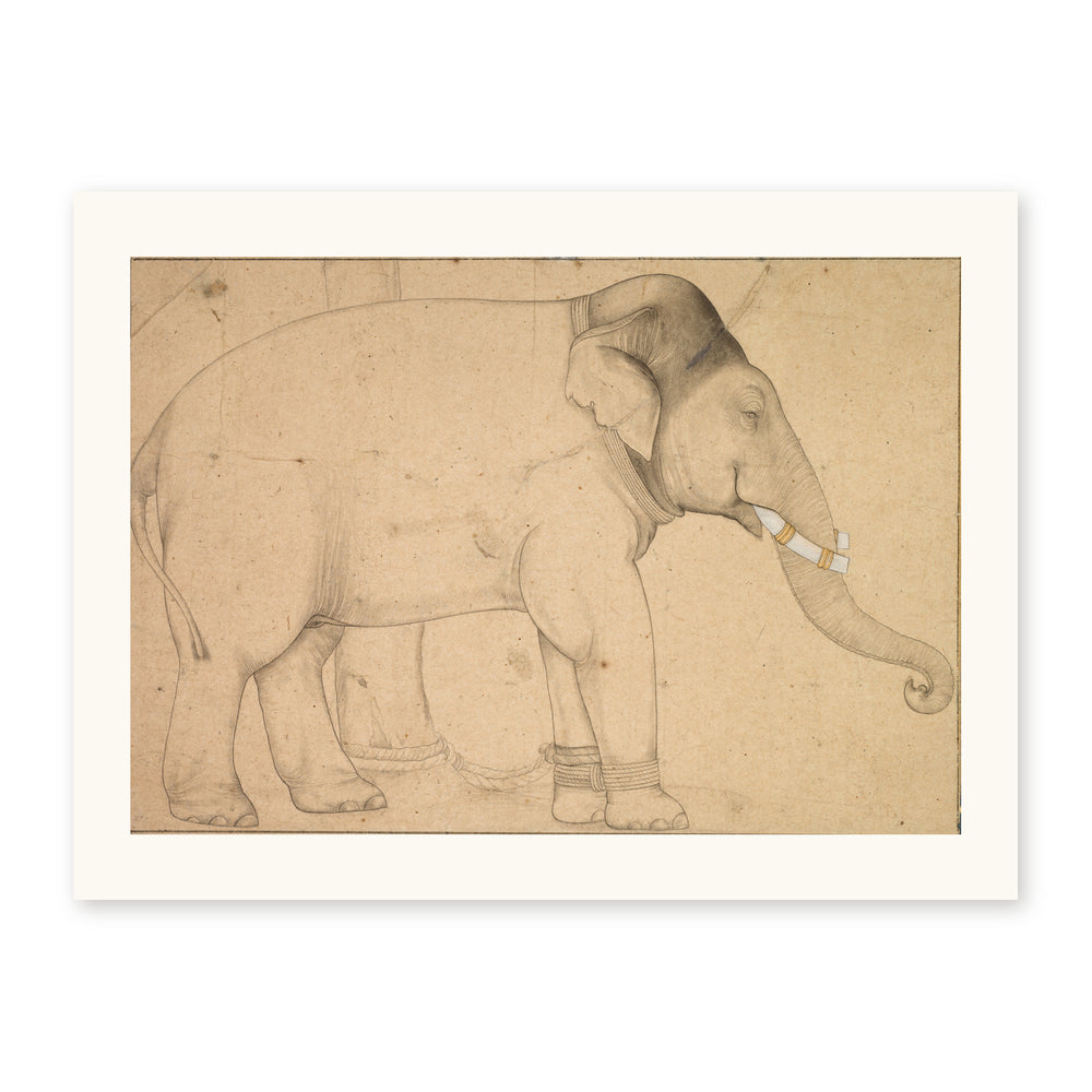 Drawing of an Elephant — view 10