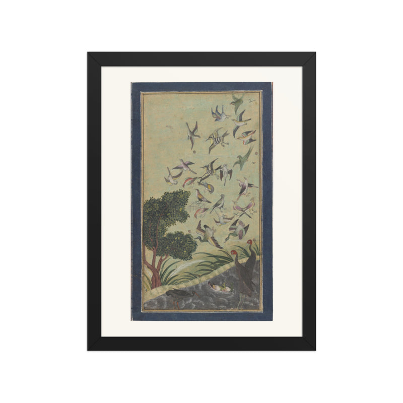 Birds at Baran, possibly