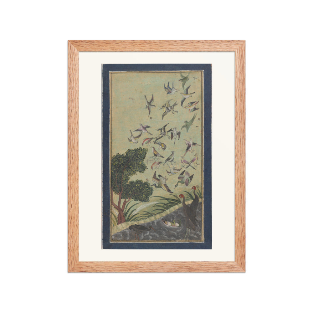 Birds at Baran, possibly — view 2