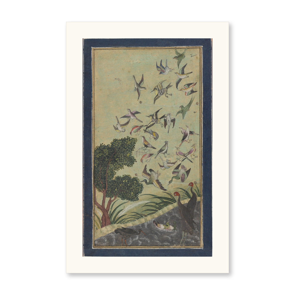 Birds at Baran, possibly — view 10