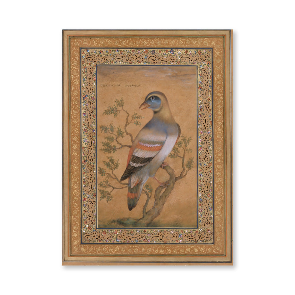 Bird called buqalamum — view 4