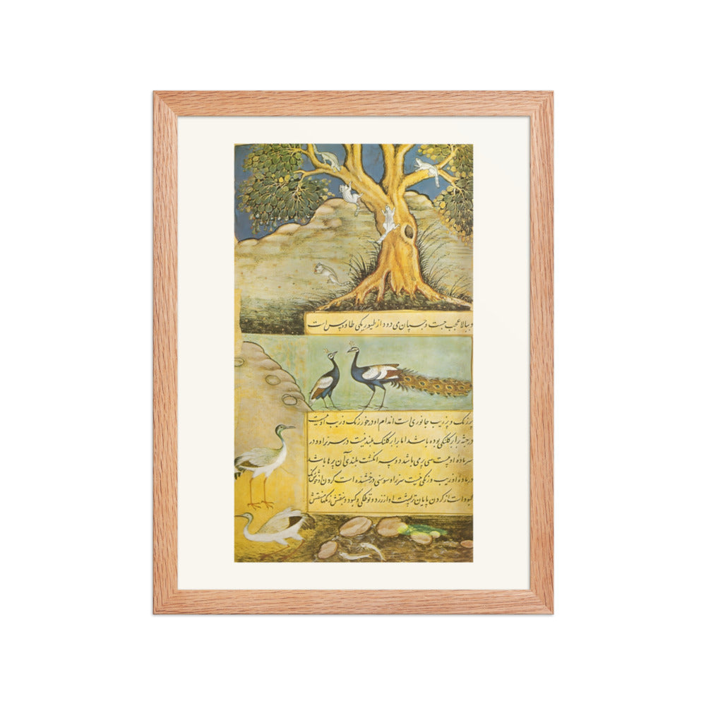 Peafowl — view 2