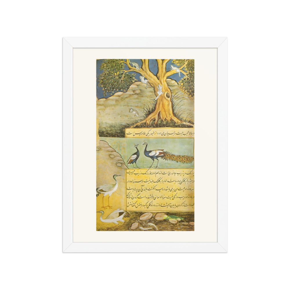 Peafowl — view 3