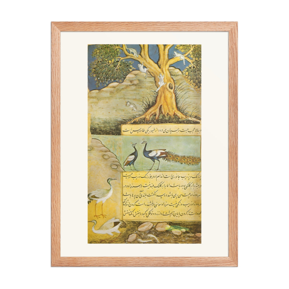 Peafowl — view 5