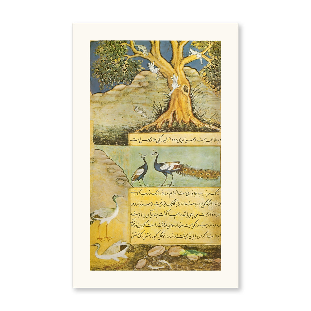 Peafowl — view 7