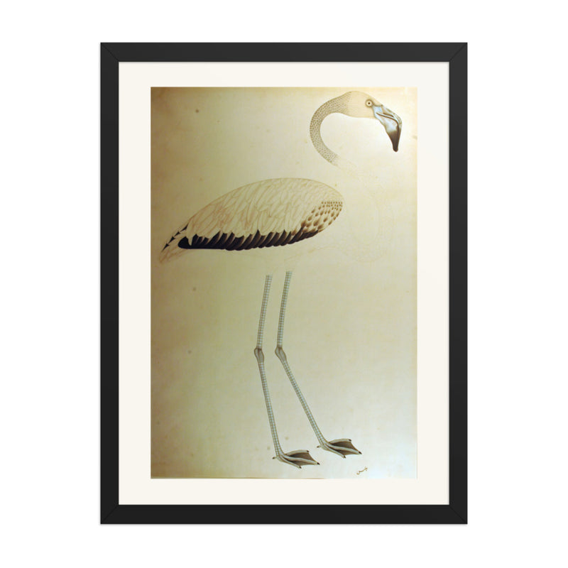 Study of a Flamingo — Restored Indian Court Wall Art
