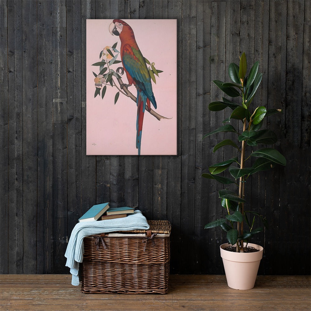Green-winged Macaw — a Company-School Natural History Study — view 19
