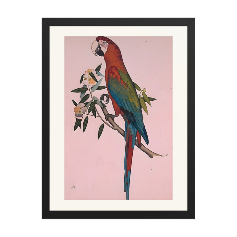 Green-winged Macaw — a Company-School Natural History Study