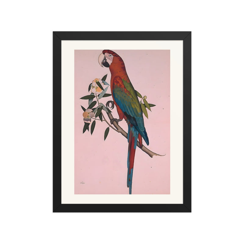 Green-winged Macaw — a Company-School Natural History Study