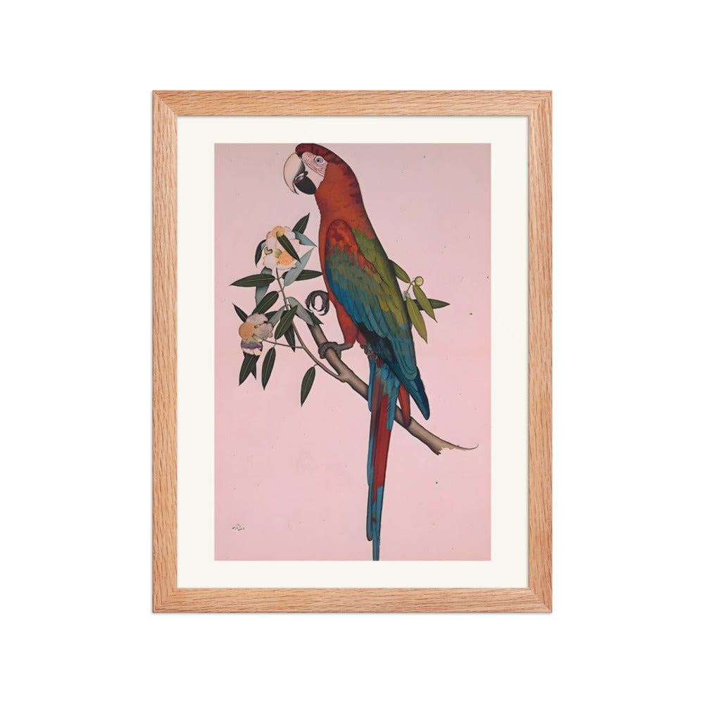 Green-winged Macaw — a Company-School Natural History Study — view 2