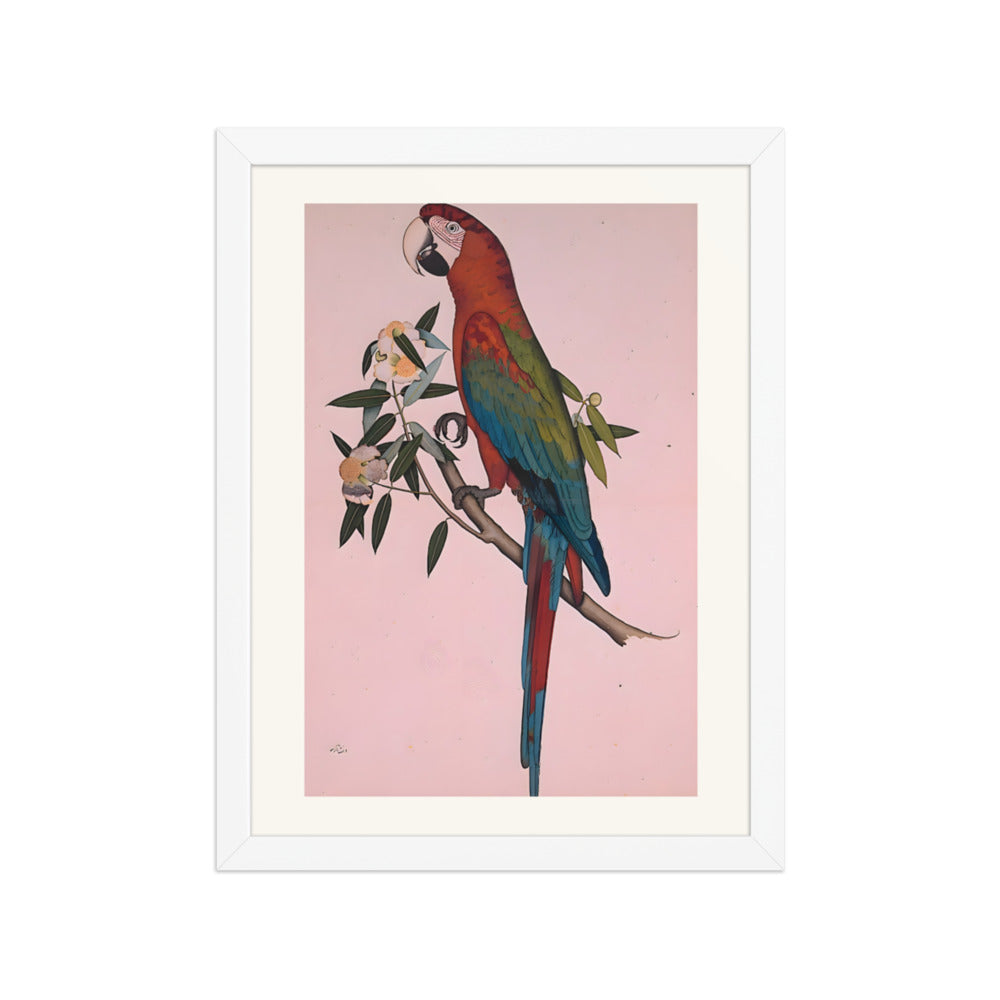 Green-winged Macaw — a Company-School Natural History Study — view 3