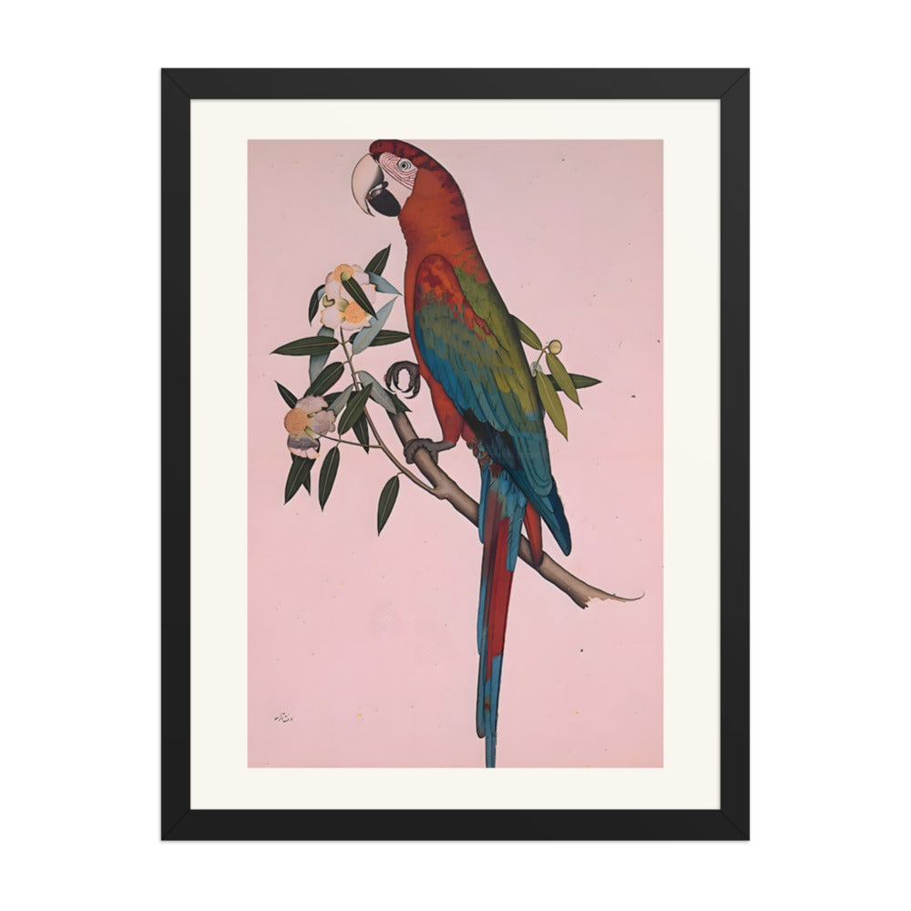 Green-winged Macaw — a Company-School Natural History Study — view 4