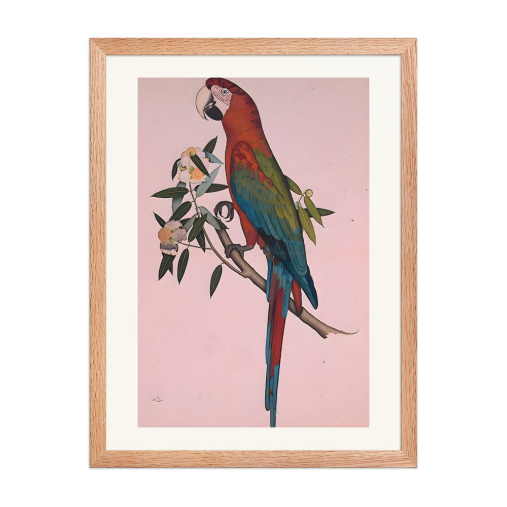Green-winged Macaw — a Company-School Natural History Study — view 5