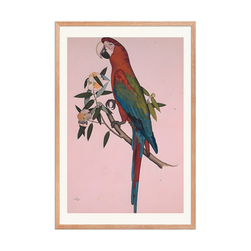 Green-winged Macaw — a Company-School Natural History Study — view 8