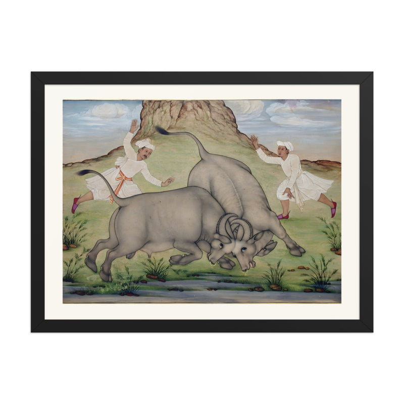 A Fight Between Two Buffalo