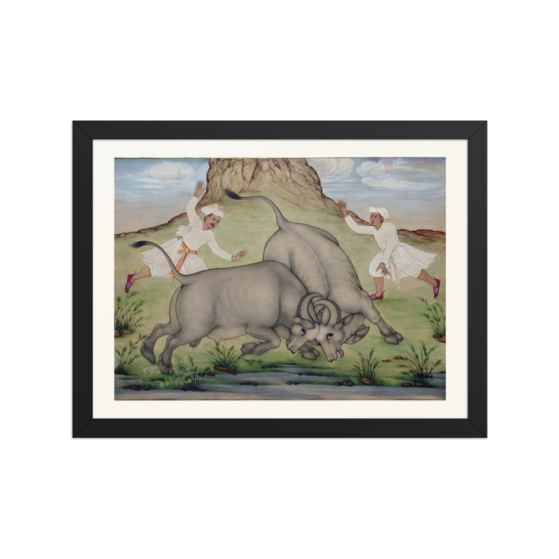 A Fight Between Two Buffalo