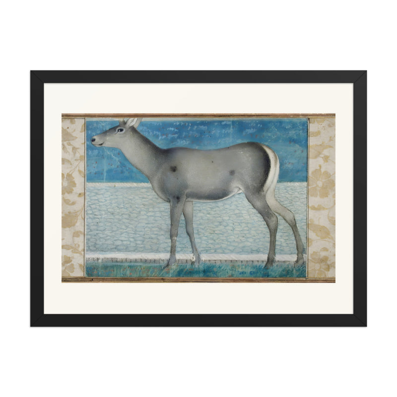 A Nilgai — a Mughal Natural History Study