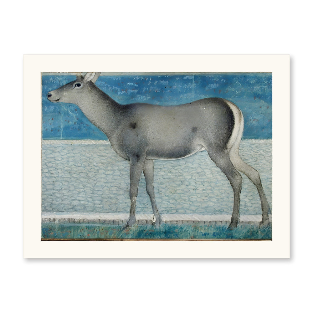 A Nilgai — a Mughal Natural History Study — view 10