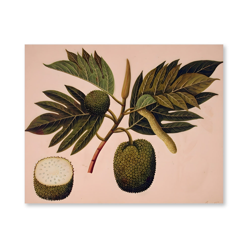 Breadfruit flower, foliage, and fruit (ARTOCARPUS INCISA) — view 4