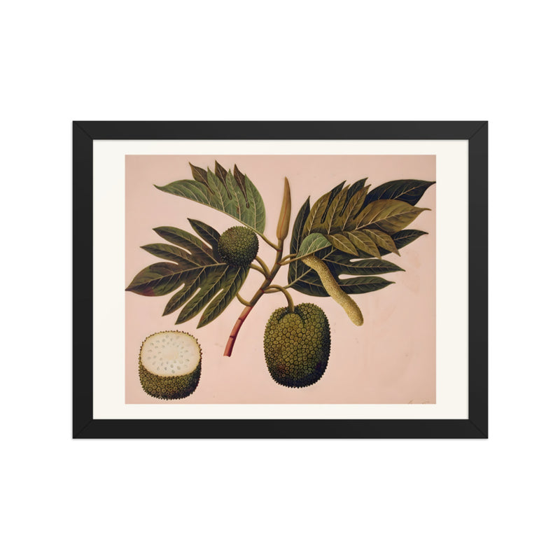 Breadfruit flower, foliage, and fruit (ARTOCARPUS INCISA)