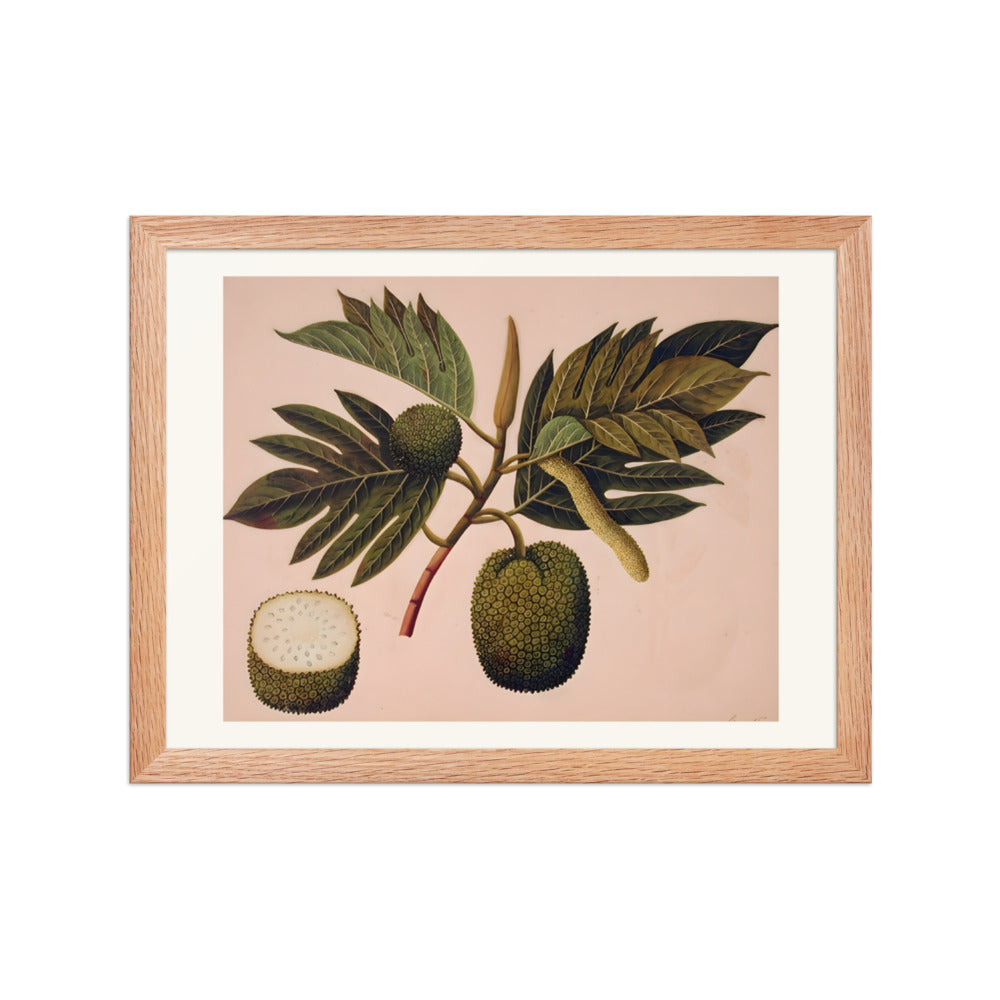 Breadfruit flower, foliage, and fruit (ARTOCARPUS INCISA) — view 2