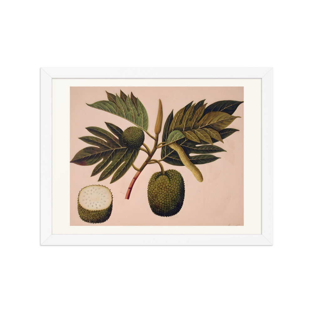 Breadfruit flower, foliage, and fruit (ARTOCARPUS INCISA) — view 3