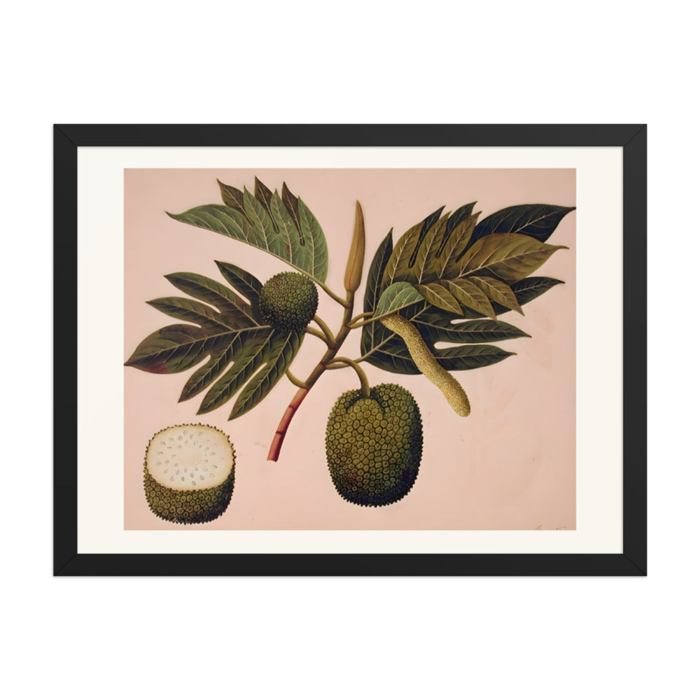 Breadfruit flower, foliage, and fruit (ARTOCARPUS INCISA) — view 4