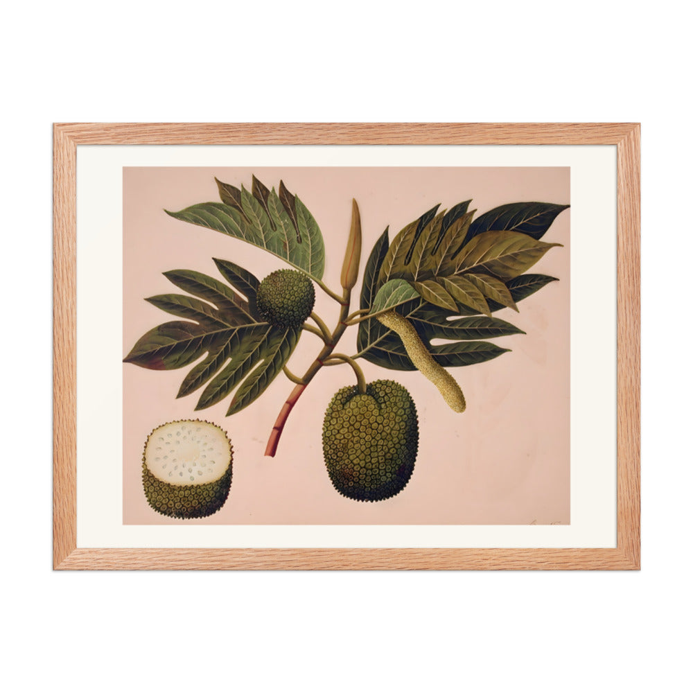 Breadfruit flower, foliage, and fruit (ARTOCARPUS INCISA) — view 5