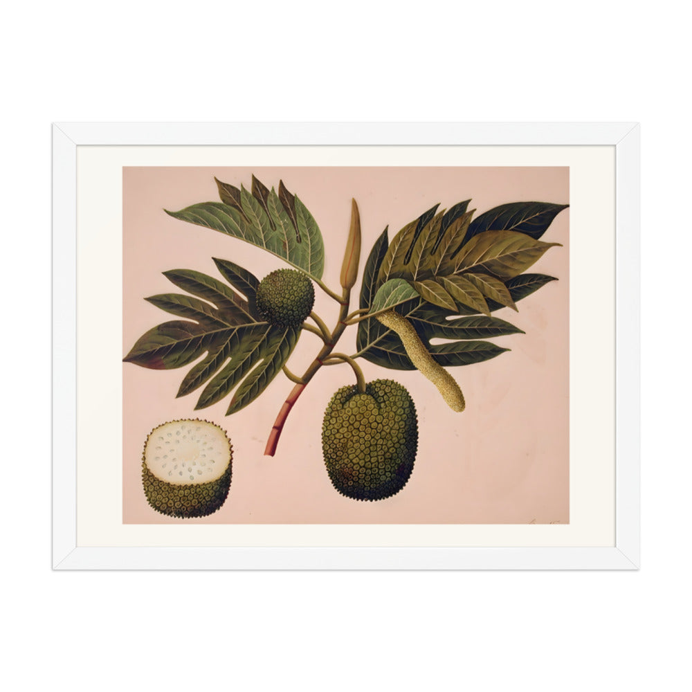 Breadfruit flower, foliage, and fruit (ARTOCARPUS INCISA) — view 6