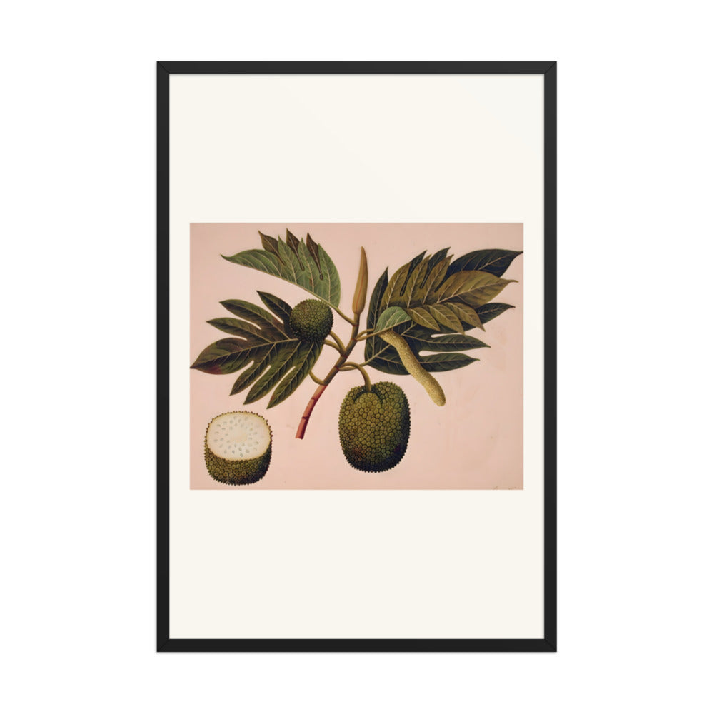 Breadfruit flower, foliage, and fruit (ARTOCARPUS INCISA) — view 7