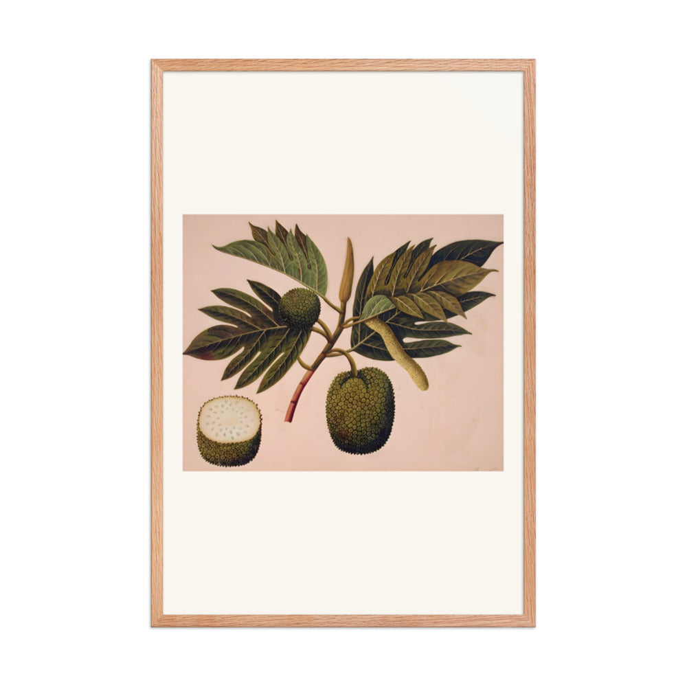Breadfruit flower, foliage, and fruit (ARTOCARPUS INCISA) — view 8