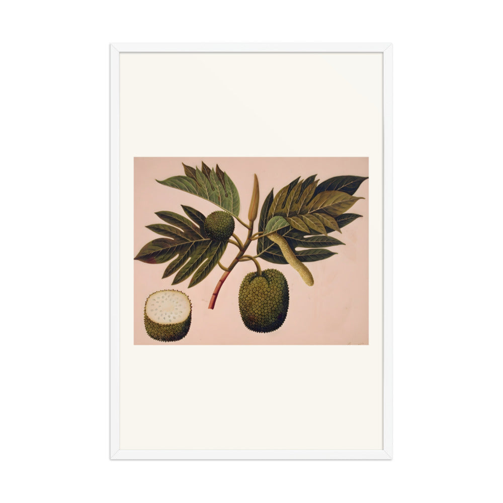 Breadfruit flower, foliage, and fruit (ARTOCARPUS INCISA) — view 9
