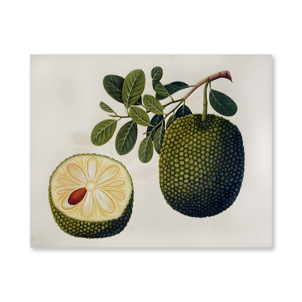 Durian Fruit and Foliage — view 4