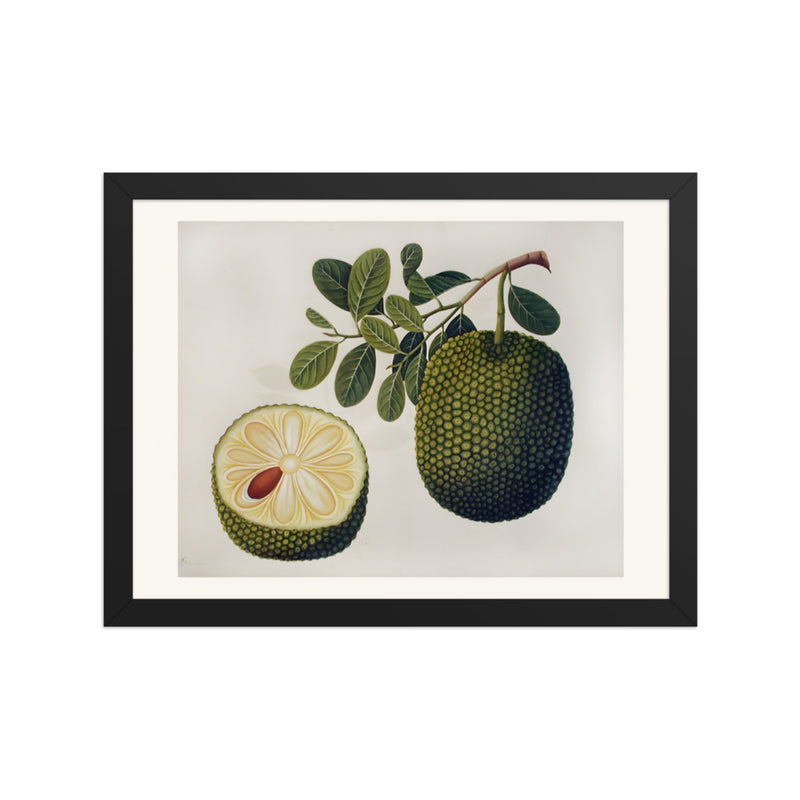 Durian Fruit and Foliage