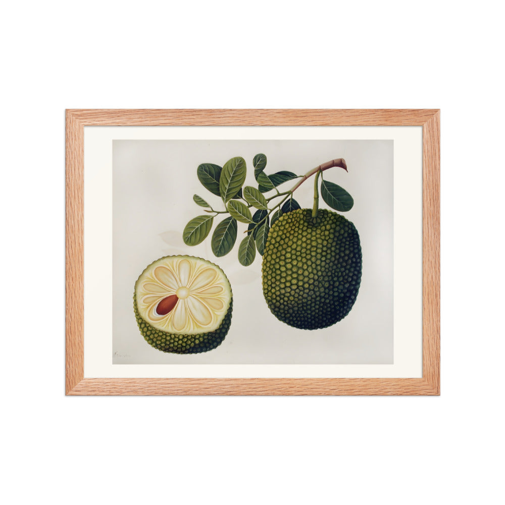 Durian Fruit and Foliage — view 2