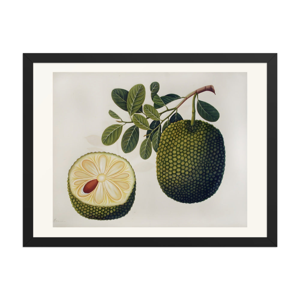 Durian Fruit and Foliage — view 4