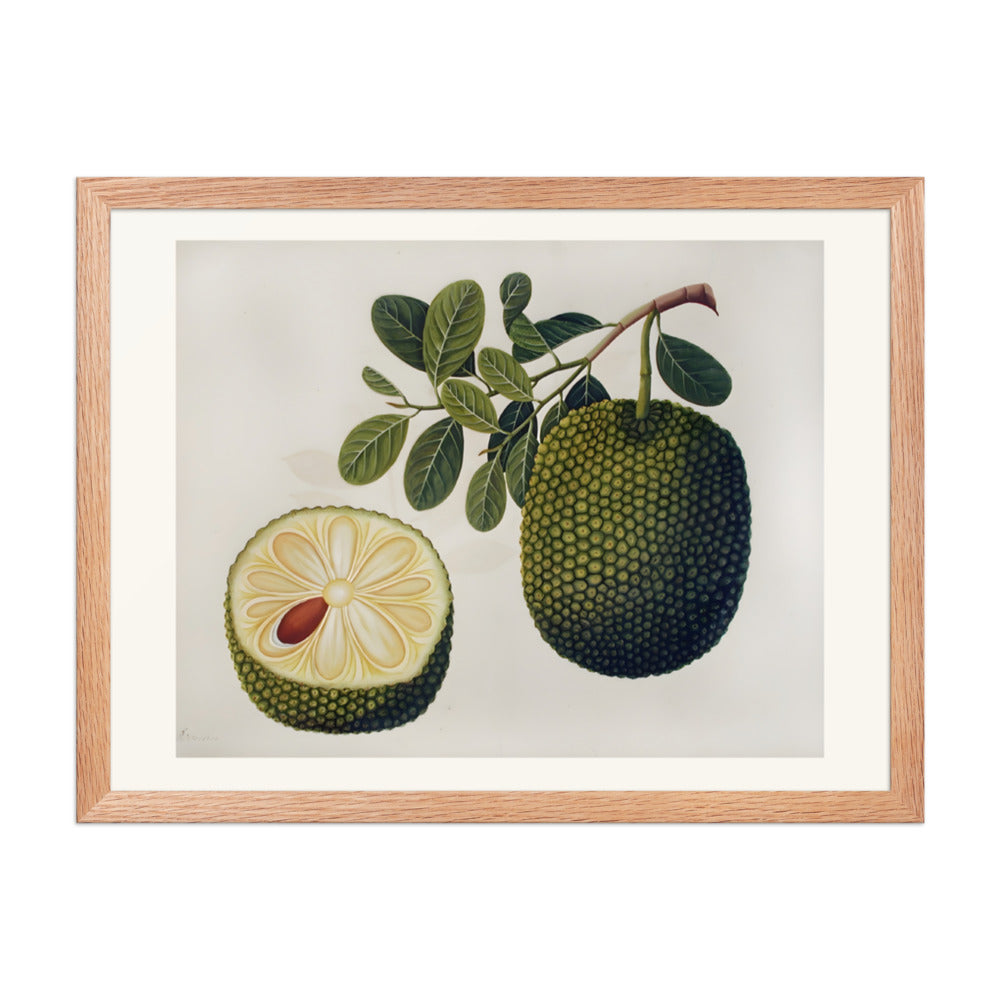 Durian Fruit and Foliage — view 5