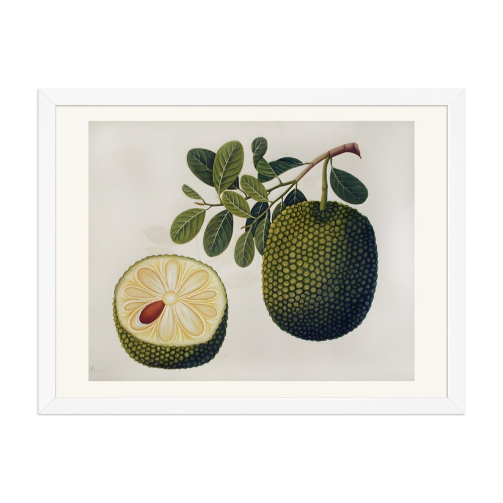 Durian Fruit and Foliage — view 6