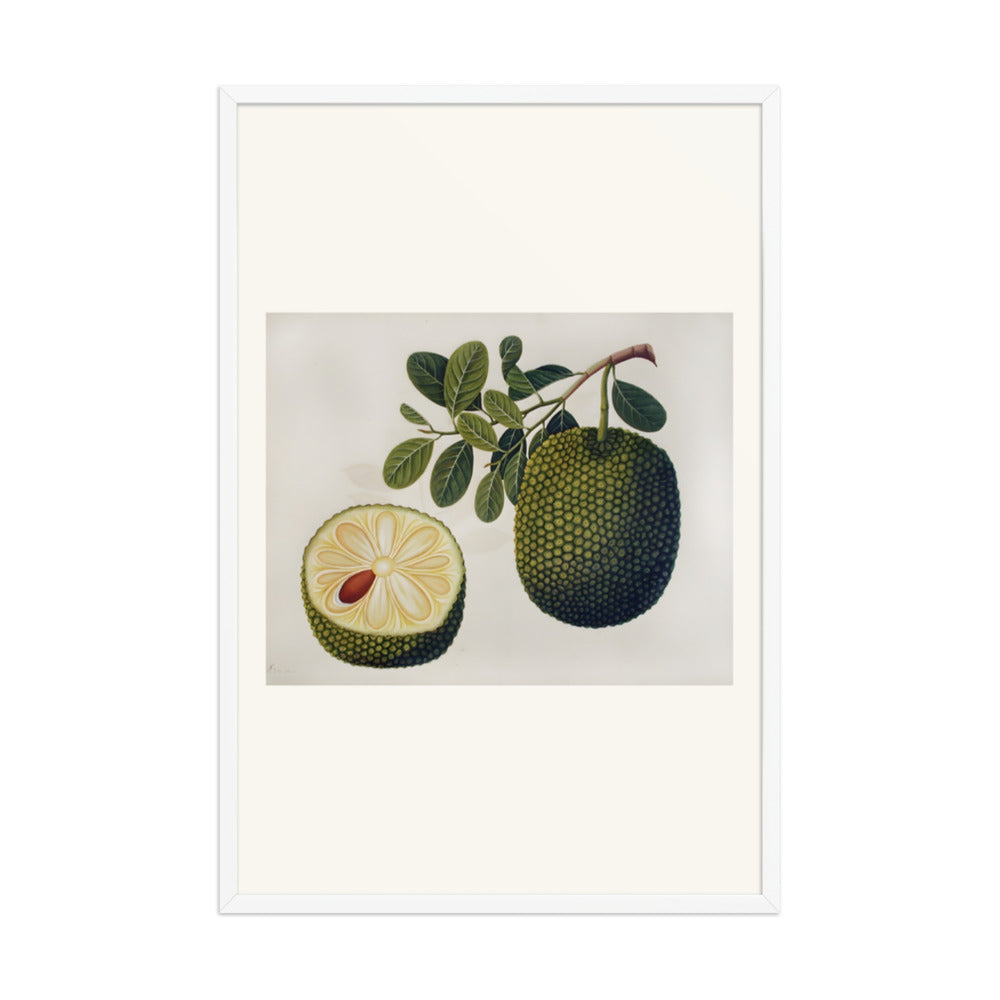 Durian Fruit and Foliage — view 9